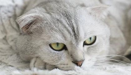 公俐：力拼米兰 不留遗憾